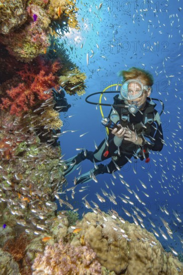 Diver looking at illuminated cliff face of lively intact colourful coral reef of stony corals (Scleractinia) hard corals and soft corals (Dendronephthya), in front of it school of fish glassfish (Parapriacanthus guentheri) hatchetfish, Red Sea, Egypt