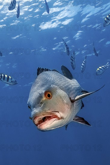 Mangrove snapper (Lutjanus argentimaculatus) swims towards the observer showing pointed teeth, Pacific Ocean