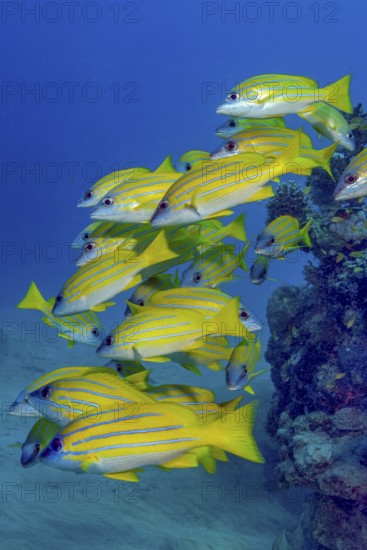 Small school of blue-striped snapper (Lutjanus kasmira), Red Sea, Safaga, Hurghada, Egypt