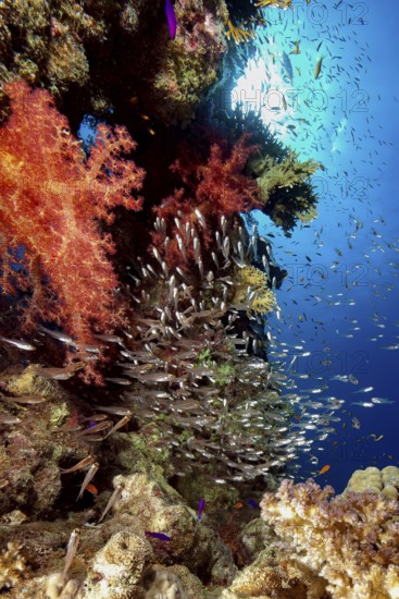 Steep face of lively intact colourful coral reef of stony corals (Scleractinia) hard corals and soft corals (Dendronephthya), in front of it school of fish glassfish (Parapriacanthus guentheri) hatchetfish, Red Sea, Egypt