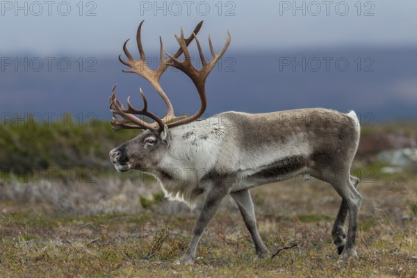 A reindeer bull (Rangifer tarandus) walks across the autumn tundra during the rut, rut, autumn, Sweden