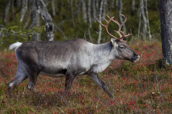 A reindeer cow (Rangifer tarandus) walks through the autumn taiga, rut, autumn, Sweden