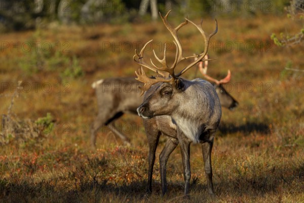 Younger reindeer bulls (Rangifer tarandus) accompany the herds of females and their calves during the rut, alongside the dominant lead bull, waiting for a chance to mate, rut, autumn, Sweden