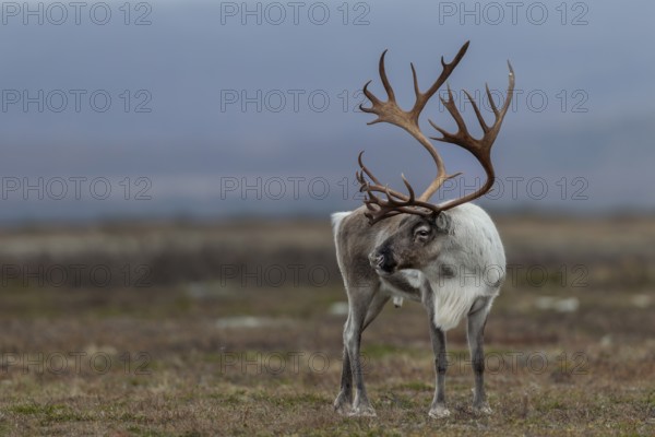 A reindeer bull (Rangifer tarandus) attentively observes a rival, rut, autumn, Sweden