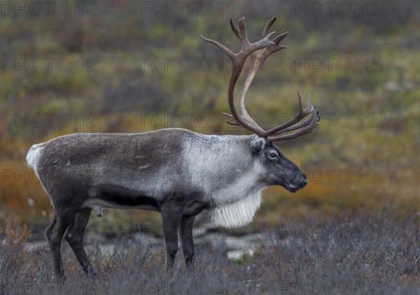 Relaxed, a reindeer bull (Rangifer tarandus) observes his herd, rut, autumn, Sweden