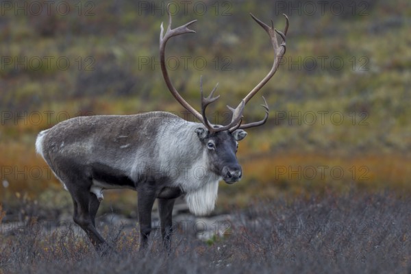 At the beginning of October, the reindeer rut (Rangifer tarandus) has reached its peak, rut, autumn, Sweden