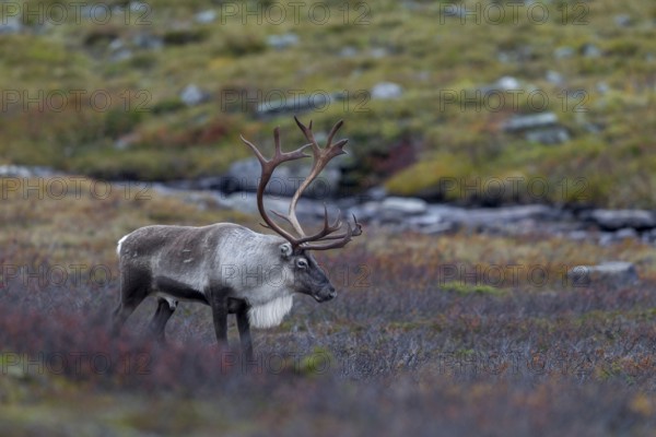 Exhausted and tired, a reindeer bull (Rangifer tarandus) stands in the tundra, rut, autumn, Sweden