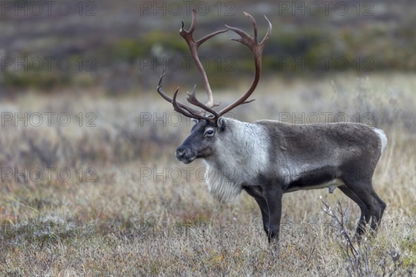 A reindeer bull (Rangifer tarandus) watches over his herd grazing in the tundra, rut, autumn, Sweden
