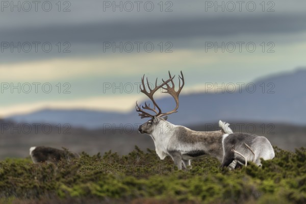 A reindeer bull (Rangifer tarandus) stretches relaxed between his small herd, rut, autumn, Sweden