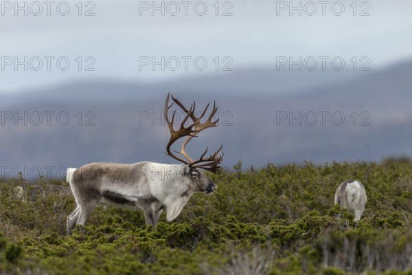 A reindeer bull (Rangifer tarandus) watches over his small herd, consisting of females with this year's calves, rut, autumn, Sweden