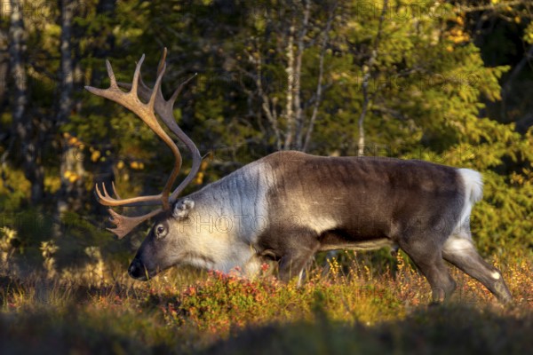 In the evening light a reindeer bull (Rangifer tarandus) moves through the taiga, rut, autumn, Sweden
