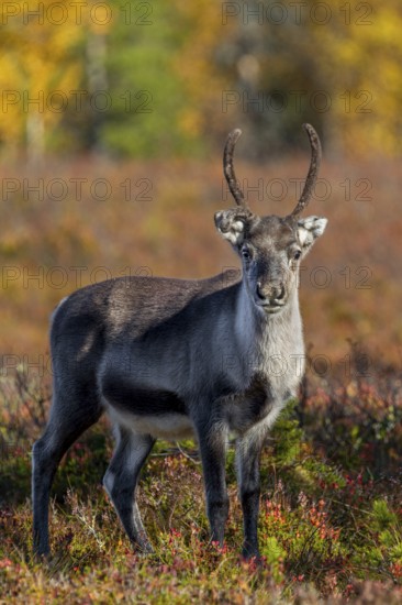 A reindeer calf (Rangifer tarandus) watches me attentively, rut, autumn, Sweden