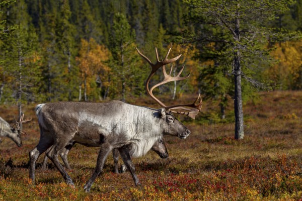 A reindeer bull (Rangifer tarandus) accompanies his herd wandering through the taiga during the rut, rut, autumn, Sweden