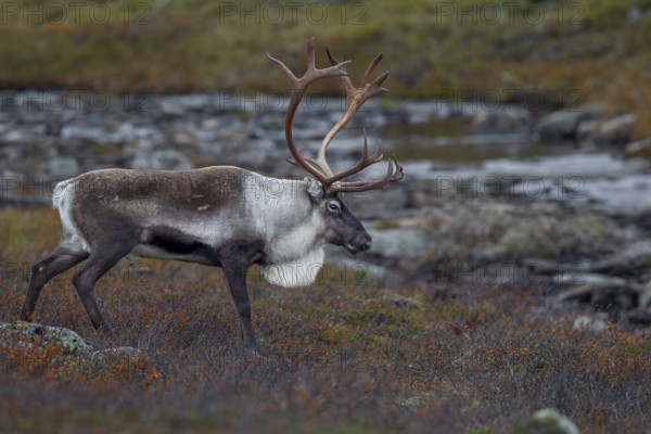 You can see the reindeer bull (Rangifer tarandus) during the exhausting time of the rut, rut, autumn, Sweden