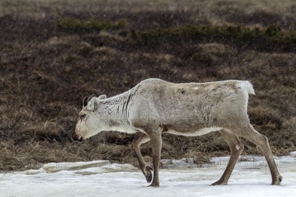 The thick fur protects the reindeer cow (Rangifer tarandus) from snow and cold, snow, snowfall, winter, Sweden