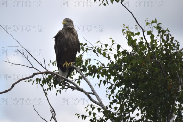 White-tailed eagle (Haliaeetus albicilla) sitting in a birch tree on the Darß, Mecklenburg-Western Pomerania, Germany