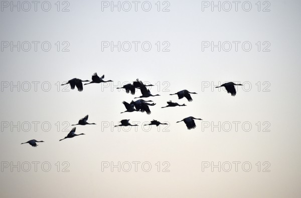 Cranes (Grus grus) flying on the Darß, Mecklenburg-Vorpommern, Germany