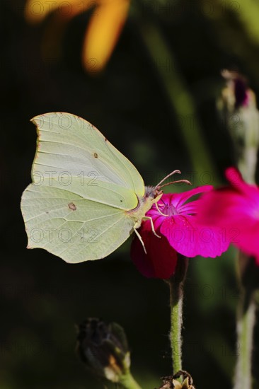 Lemon butterfly (Gonepteryx rhamny) on crown campion (Lychnis coronaria), in a nature garden, Wilnsdorf, North Rhine-Westphalia, Germany