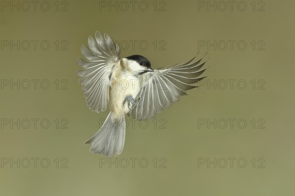 Marsh tit (Parus palustris), in flight, aerial photograph, North Rhine-Westphalia, Germany