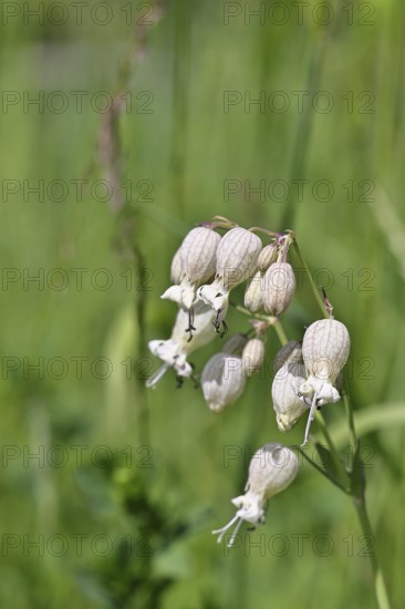 Pigeon's bedstraw or common bedstraw (Silene vulgaris), flower, Wilnsdorf, North Rhine-Westphalia, Germany, North Rhine-Westphalia, Germany