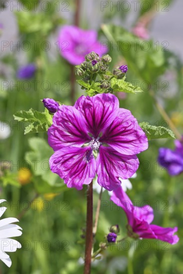Common mallow (Malva sylvestris), flower in a meadow, medicinal plant, aromatic plant, medicinal use, Wilnsdorf, North Rhine-Westphalia, Germany