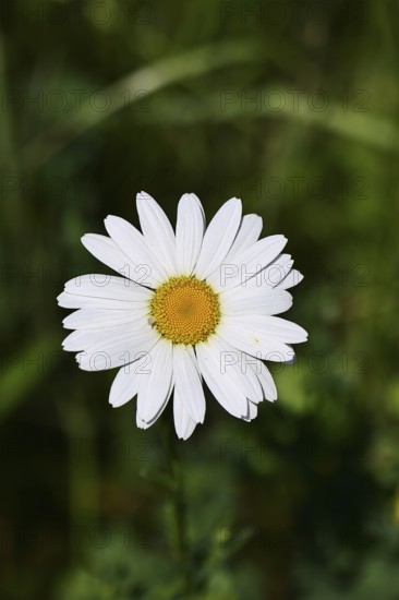 Daisy (Leucanthemum vulgare), flower in a meadow, close-up, macro, Wilnsdorf, North Rhine-Westphalia, Germany