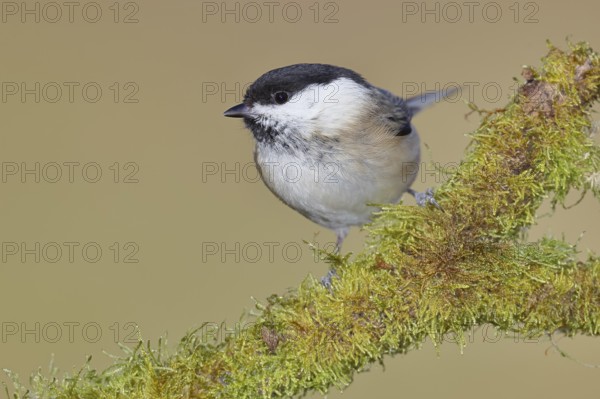 Willow Tit (Parus montanus), Willow Tit (Parus montanus) sitting on a branch overgrown with moss, Wildlife, Animals, Birds, Wilnsdorf, North Rhine-Westphalia, Germany