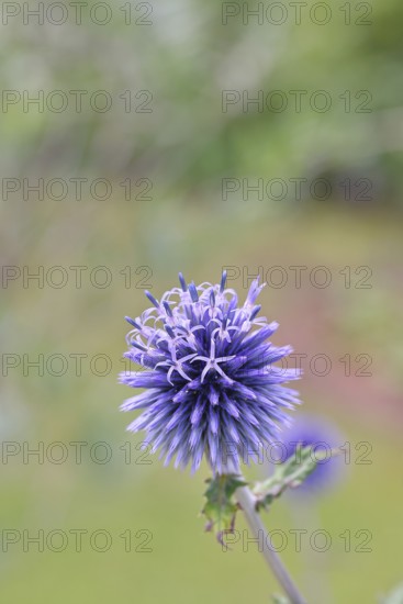 Blue globe thistle (Echinops ritro), flower, ornamental plant in a garden, Wilnsdorf, North Rhine-Westphalia, Germany