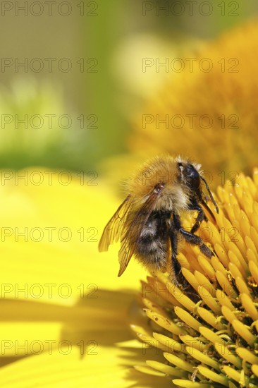 Field bumblebee (Bombus pascuorum), collecting nectar on a coneflower (Echinacea), close-up, Wilnsdorf, North Rhine-Westphalia, Germany