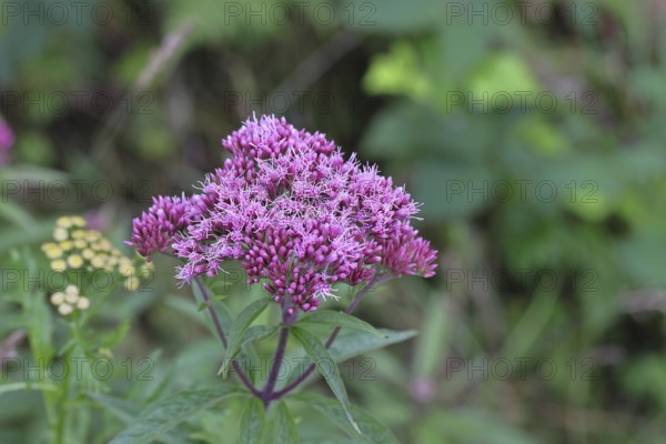 Hemp agrimony (Asteraceae), water hemp, Kunigundenkraut, flowering on a forest path, summer, Wilnsdorf, North Rhine-Westphalia, Germany