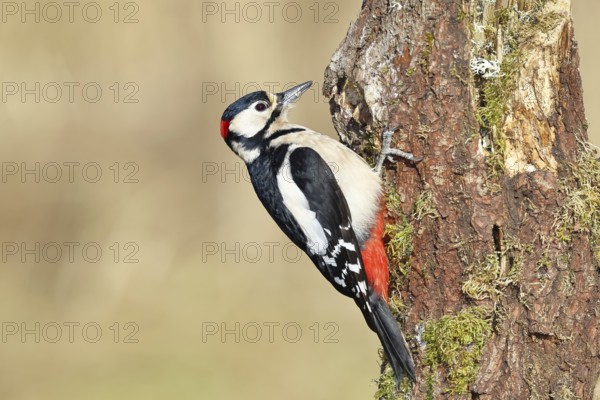 Great spotted woodpecker (Dendrocopos major) male, sitting on a tree trunk, North Rhine-Westphalia, Germany