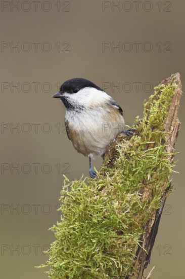 Willow Tit (Parus montanus), Willow Tit (Parus montanus) sitting on a branch overgrown with moss, Wildlife, Animals, Birds, Wilnsdorf, North Rhine-Westphalia, Germany