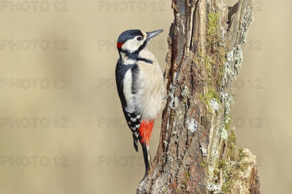 Great spotted woodpecker (Dendrocopos major), male, foraging on a tree stump overgrown with moss and lichen in the forest, Wilnsdorf, North Rhine-Westphalia, Germany