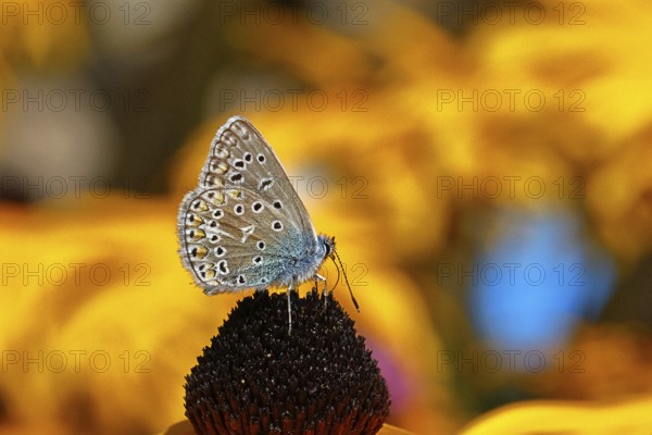 Ononis natrix blue (Polyommatus icarus), common blue, female on a flower of the yellow coneflower (Echinacea paradoxa), underside of the wing, butterfly (butterfly) of the family Lycaenidae, occurring in Europe, North Africa and Asia, Wildlife, Wilnsdorf, North Rhine-Westphalia, Germany