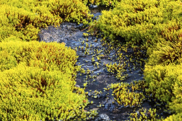 Moss and water, Aventdalen, Longyearbyen, Spitsbergen, Svalbard