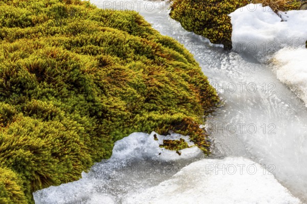 Moss and ice, Aventdalen, Longyearbyen, Spitsbergen, Svalbard