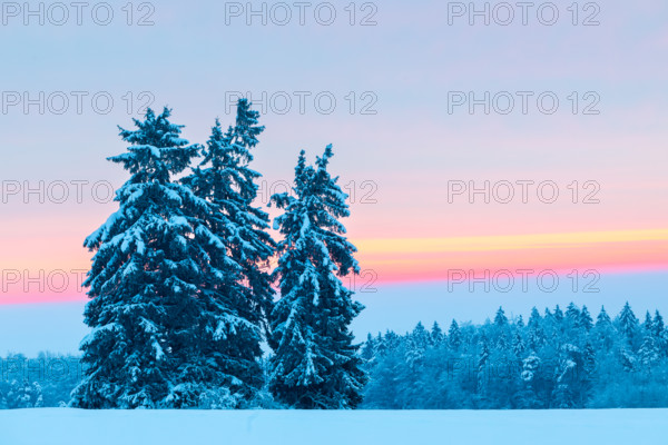 Winter spruces (Picea), pine family (Pinaceae), snow, winter, dawn, Leibertingen, Danube valley, Upper Danube nature park Park, Baden-Württemberg, Germany