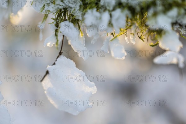 Frost, hoarfrost on moss, winter, Leibertingen, Upper Danube nature park Park, Baden-Württemberg, Germany