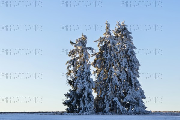 Spruce (Picea), Pine (Pinaceae), frost, hoarfrost, winter, Leibertingen, Upper Danube nature park Park, Baden-Württemberg, Germany