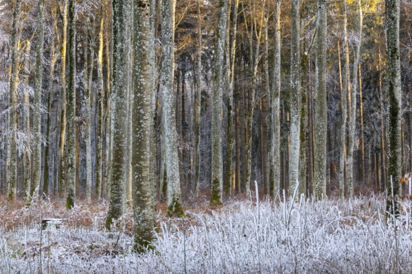 Beech forest (Fagus), beech family (Fagaceae), frost, rime, winter, Leibertingen, Upper Danube nature park Park, Baden-Württemberg, Germany