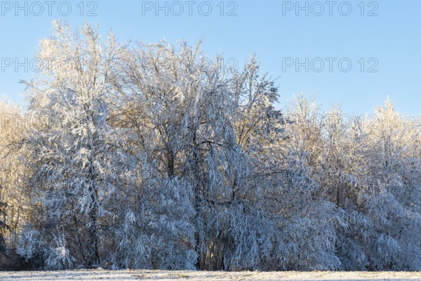 Beech (Fagus), beech family (Fagaceae), forest edge, frost, hoarfrost, winter, Leibertingen, Upper Danube nature park Park, Baden-Württemberg, Germany