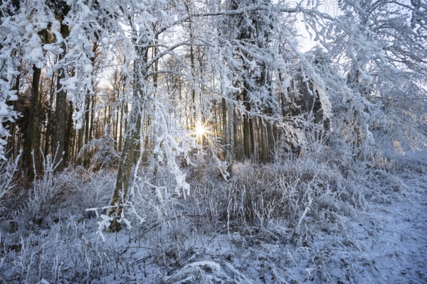 Beech (Fagus), beech family (Fagaceae), forest edge, sunbeams, frost, hoarfrost, winter, Leibertingen, Upper Danube nature park Park, Baden-Württemberg, Germany