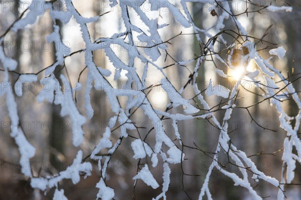 Beech branch (Fagus), beech family (Fagaceae), forest edge, sun, frost, hoarfrost, winter, Leibertingen, Upper Danube nature park Park, Baden-Württemberg, Germany