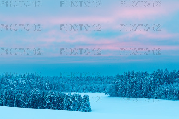 Winter forest, spruce (Picea), pine (Pinaceae), snow, winter, dawn, Leibertingen, Danube valley, Upper Danube nature park Park, Baden-Württemberg, Germany