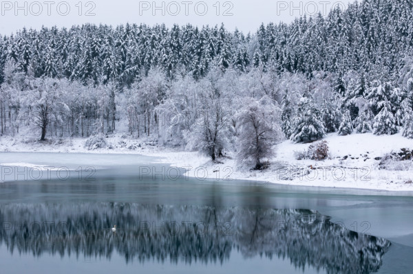 Mixed forest reflecting on water, frost, hoarfrost, winter, ice, lake, Laiz, Upper Danube nature park Park, Baden-Württemberg, Germany