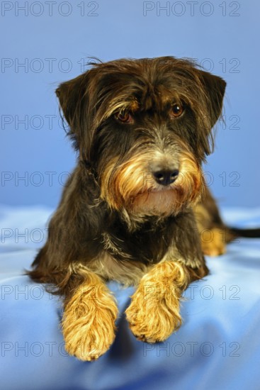 Close-up of a black and brown dog on a blue fabric background, mixed breed dog, wire-haired dachshund terrier-Havanese mix, male, Germany