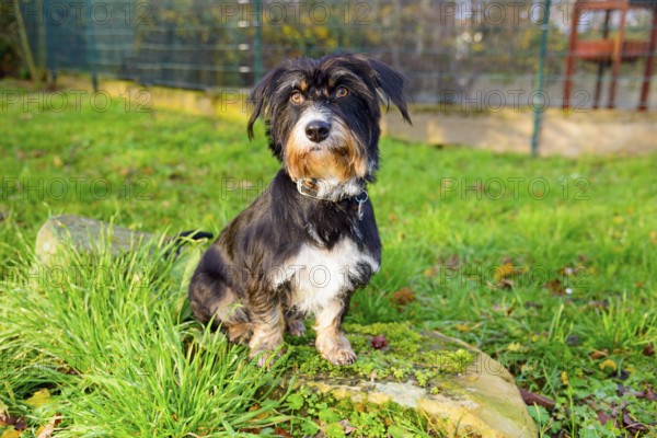 A dog sits outside on a rock in the grass, mixed breed, mixed breed dog, wire-haired dachshund terrier-Havanese mix, Rüde, Ilsede, Lower Saxony, Germany
