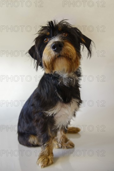 A dog sitting in front of a white background, mixed breed dog, wire-haired dachshund terrier-Havanese mix, male, Germany