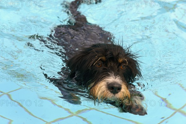 A black dog swims in the pool, dog swimming in the outdoor pool, mixed breed, wire-haired dachshund terrier-Havanese mix, male, Ilsede, Lower Saxony, Germany
