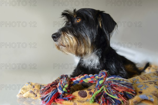 Dog with colored rope toy on a blanket, mixed breed dog, wire-haired dachshund terrier-Havanese mix, male, Germany